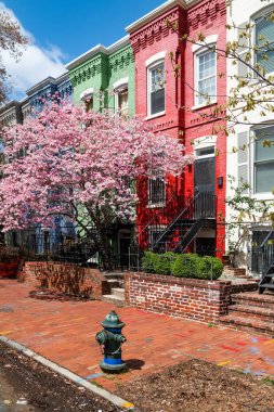Washington, DC 'deki kırmızı tuğlalı toplulukların kiraz çiçekleri..