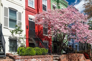 Washington, DC 'deki kırmızı tuğlalı toplulukların kiraz çiçekleri..