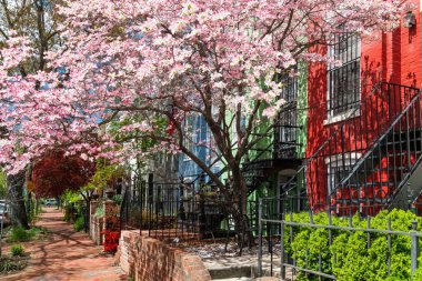 Evin bahçesinin manzarası çok güzel. Peyzaj ve kiraz çiçekleri var..