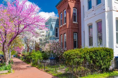 Güzel pembe kiraz çiçekleri eski kahverengi evlerin yanında 