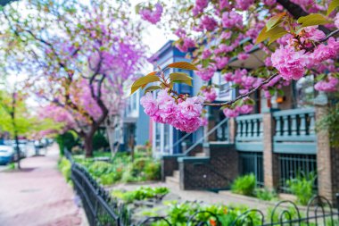 Güzel pembe kiraz çiçekleri eski kahverengi evlerin yanında 