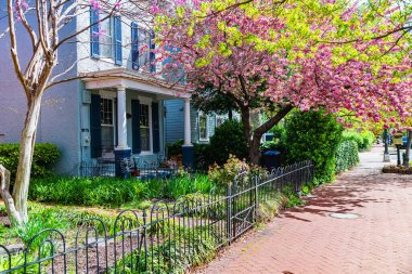 Washington DC 'de bir sıra tuğla ev boyunca kaldırımda kiraz çiçekleri açıyor..
