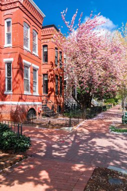 Washington, DC 'deki kırmızı tuğlalı toplulukların kiraz çiçekleri..