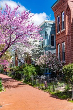 Washington DC 'de peyzaj ve kiraz çiçekleri olan kırmızı tuğlalı kaldırımlar.