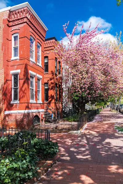 Washington DC 'de mimarlık mirası. Sessiz bir Capitol Hill bloğunda parlak yüzler ve çiçek açan ağaçlar..