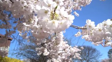 Mavi gökyüzüne karşı kiraz çiçekleri. 4k