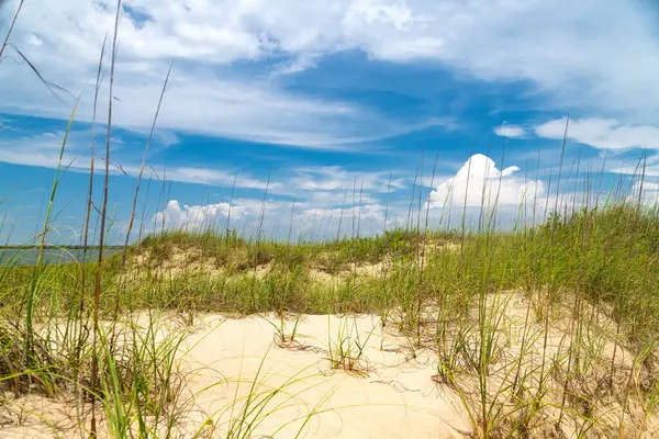 Kumsalın manzarası ve gün ışığında yemyeşil kumullar..