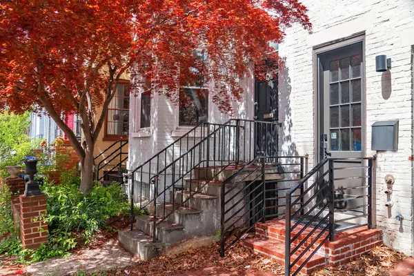 Washington DC 'de çiçek açan dallarla çevrili tarihi sıra evlerin resimli bahar manzarası..