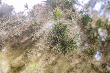 Asılmış yosunlar yapraklı bir orman manzarasını doğal ışık altında çerçeveler..