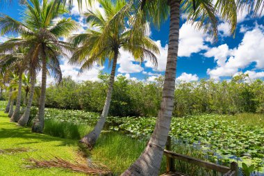 Peaceful Florida landscape with coconut palms and lily-covered marsh
