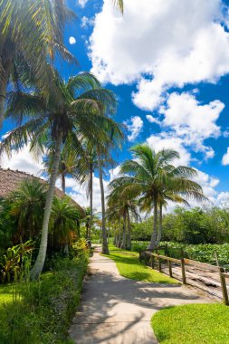 Vacation trail through lush greenery and exotic palms. Ideal tropical paradise scene for travel concepts.