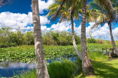 Tropical scenery with palm trees and green wetland vegetation