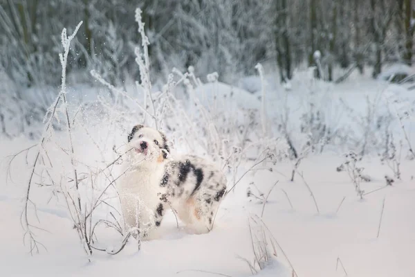 Avustralya Çoban Köpeği Kışın Karlı Bir Günde Güzel Soğuk Ormanın — Stok fotoğraf