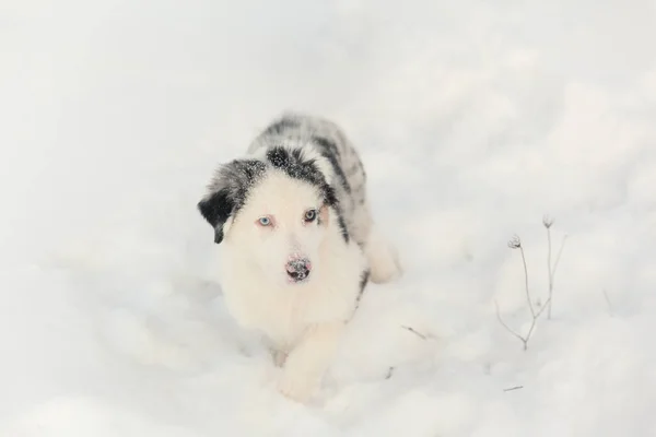 Australische Herder Puppy Sneeuw Winter Dag Buurt Van Mooie Ijzige — Stockfoto