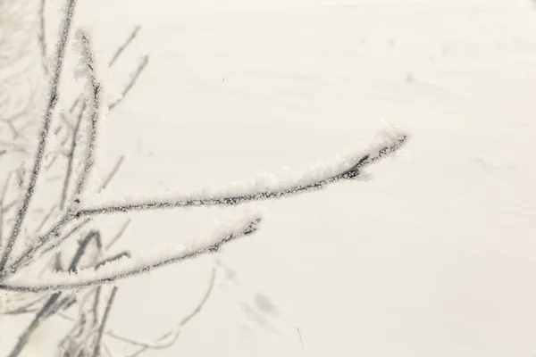 Śnieg Lód Rime Gałęziach Krzewów Trawy Zimowe Tło Roślinami Pokrytymi — Zdjęcie stockowe