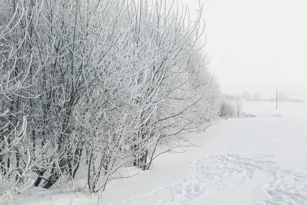 Снег Рис Лед Ветвях Кустов Травы Зимний Фон Растениями Покрытыми — стоковое фото