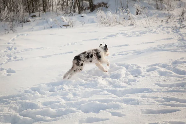Australische Herder Puppy Spelen Winter Dag Buurt Van Mooie Ijzige — Stockfoto