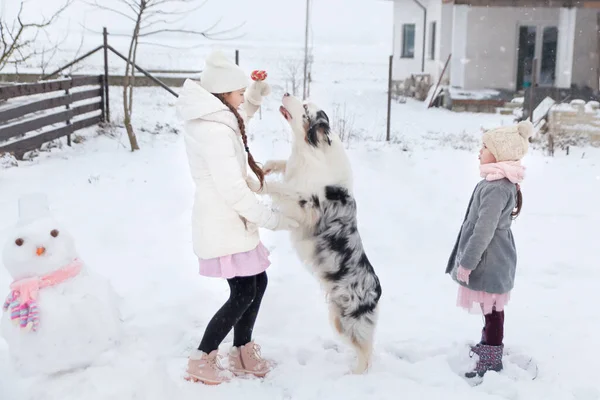 Сестры Играют Австралийской Овчаркой Снеговиком Розовым Вязаным Шарфом Зимнем Саду — стоковое фото