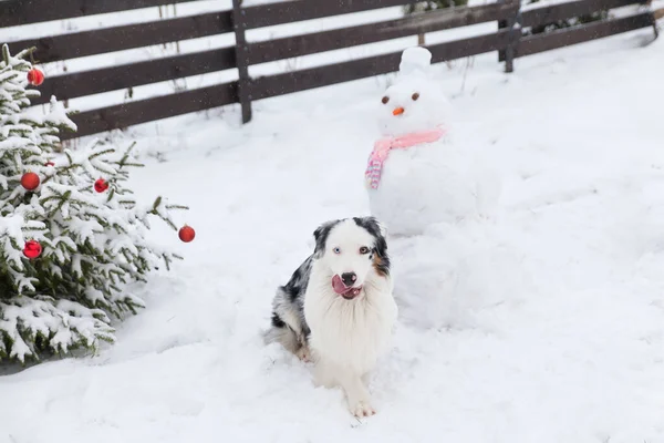 Australische Herdershond Een Sneeuwpop Met Roze Gebreide Sjaal Een Wintertuin — Stockfoto