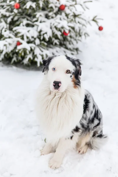 Australische Herder Hond Buurt Van Versierde Kerstboom Een Wintertuin — Stockfoto