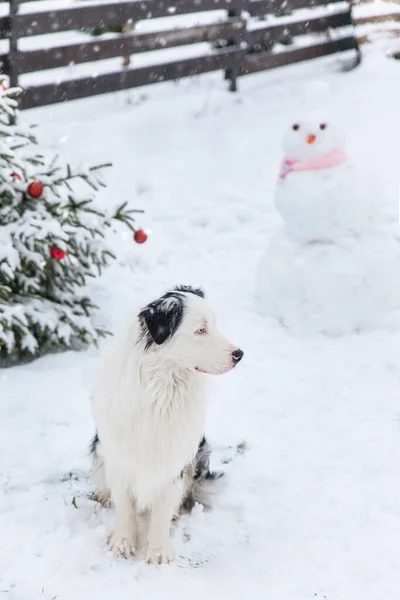 Australische Herdershond Een Sneeuwpop Met Roze Gebreide Sjaal Een Wintertuin — Stockfoto
