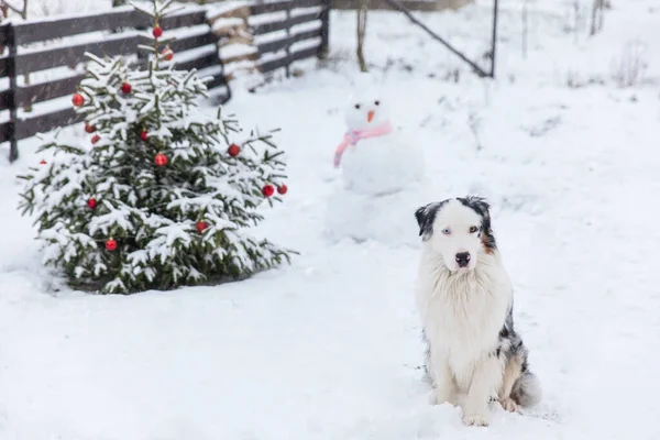 Australian Shepherd Dog Und Ein Schneemann Mit Rosa Strickschal Einem — Stockfoto