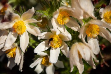 Paska çiçeği, güzel bahar çiçekleri, pulsatilla vulgaris. Bahar bahçesi, ilk bahar çiçekleri.