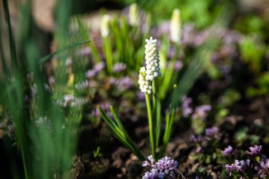 Bahar bahçesi, ilk bahar çiçekleri. Beyaz Muscari Armeniacum süslü bahar çiçekleri, Ermeni üzüm sümbülü