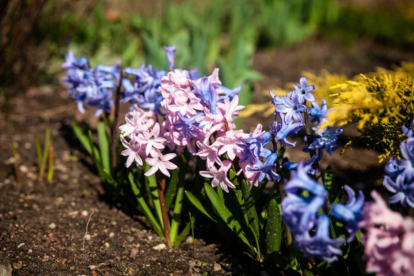 Jácint Virágzik Tavaszi Kertben Tavaszi Kert Első Tavaszi Virágok — Stock Fotó