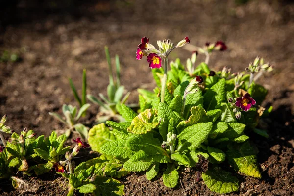 Ανοιξιάτικος Κήπος Πρώτα Ανοιξιάτικα Λουλούδια Όμορφο Άνθος Πρίμουλο Ανθισμένα Primula — Φωτογραφία Αρχείου