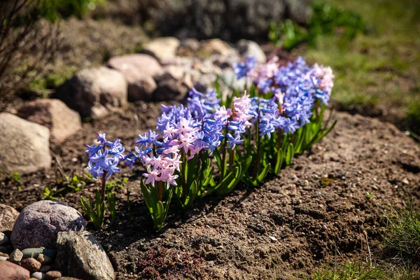 Hyacinth Bloom Spring Garden Spring Garden First Spring Flowers — Stock Photo, Image
