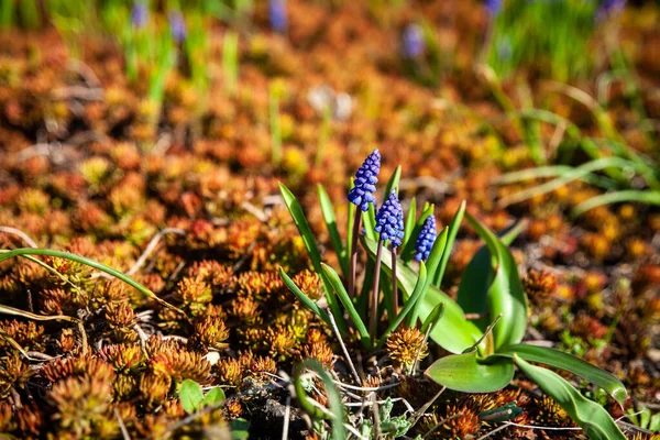Tavaszi Kert Első Tavaszi Virágok Sedum Muscari Armeniacum Dísznövény Tavaszi — Stock Fotó
