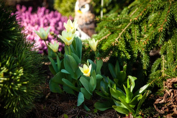 Vita Och Gula Polykrom Tulpaner Tulipa Polychroma Vårträdgården Första Våren — Stockfoto