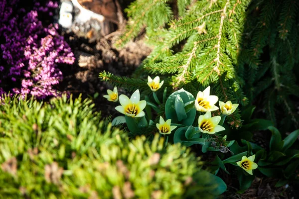 Vita Och Gula Polykrom Tulpaner Tulipa Polychroma Vårträdgården Första Våren — Stockfoto
