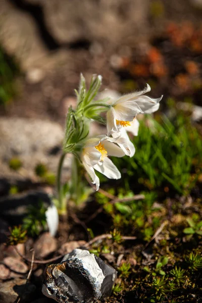 Pasque Flower Beautiful Spring Flowers Pulsatilla Vulgaris Spring Garden First — Stock Photo, Image