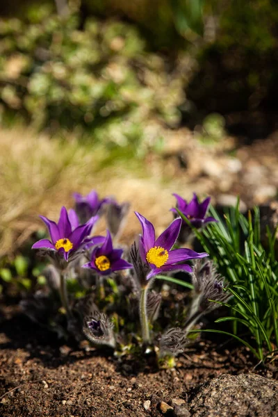 Пасковый Цветок Красивые Весенние Цветы Pulsatilla Vulgaris Весна Сад Первые — стоковое фото