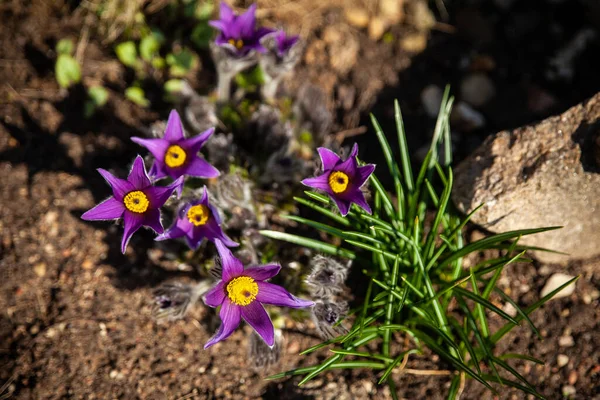 Pasque Flower Beautiful Spring Flowers Pulsatilla Vulgaris Spring Garden First — Stock Photo, Image