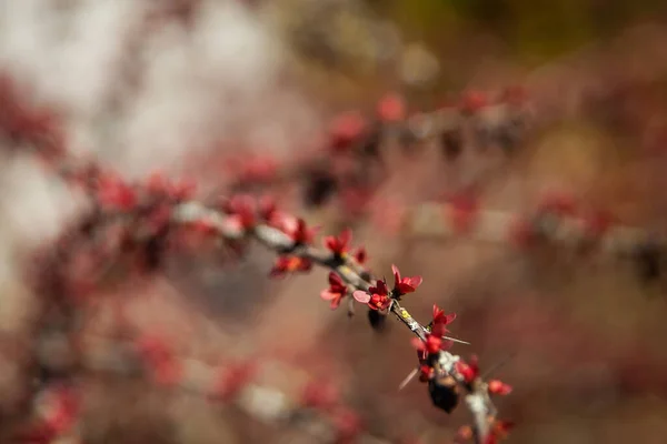 Frühlingszweig Der Berberitze Mit Kleinen Jungen Roten Blättern Und Nadeln — Stockfoto