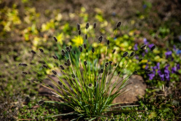 Grădina Primăvară Sesleria Heufleriana Crește Înflorește Grădină — Fotografie, imagine de stoc