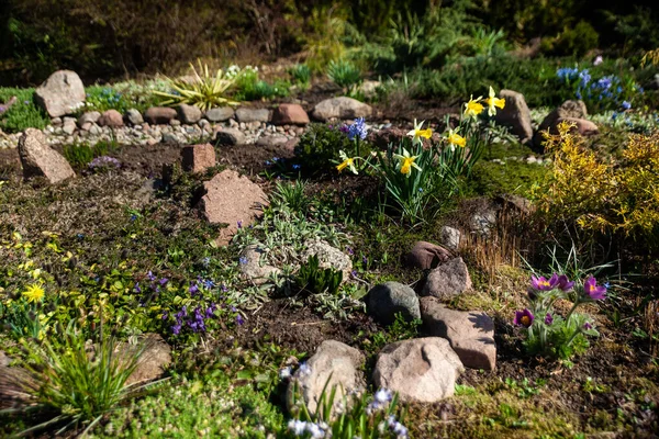 Våren Alpin Trädgård Landskap Första Blommor Stenar Enar — Stockfoto