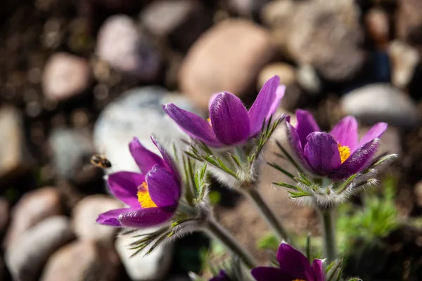 番石榴花 美丽的春花 粗俗的豆科植物 春天的花园 春天的花朵 — 图库照片