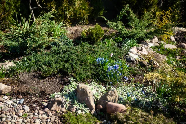 Våren Alpin Trädgård Landskap Första Blommor Stenar Enar — Stockfoto