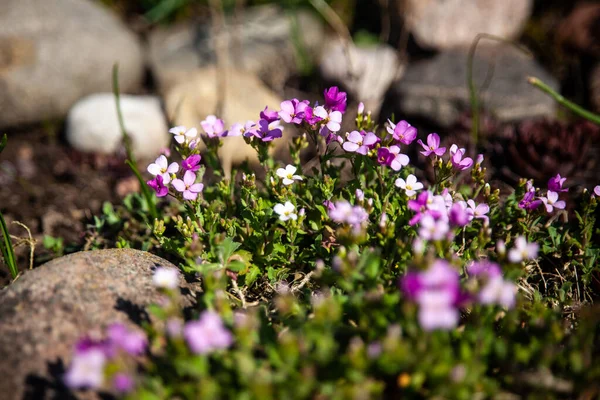 Pink Arabis Berro Roca Montaña Schneehaube Jardín Primavera Crece Como —  Fotos de Stock