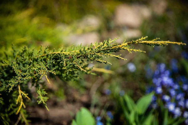 Zöld Vízszintes Bokor Kozák Boróka Lat Juniperus Sabina Egy Tavaszi — Stock Fotó