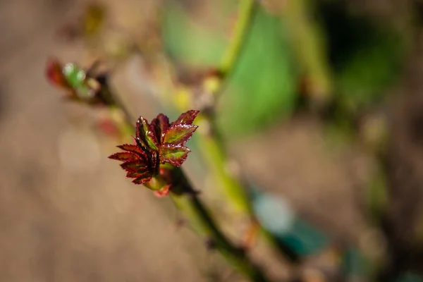 Jardim Primavera Tiro Rosa Crescendo Arbusto Rosa Podada — Fotografia de Stock