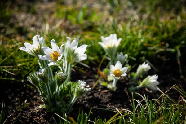 Pasztell Virág Gyönyörű Tavaszi Virágok Pulsatilla Vulgaris Tavaszi Kert Első — Stock Fotó
