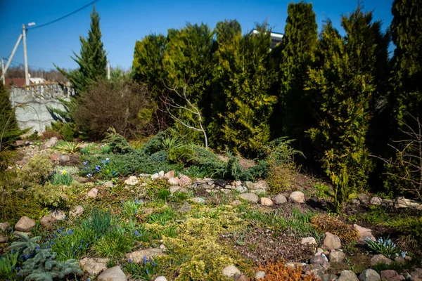 春の高山庭園の風景 最初の花 ジュニパー — ストック写真
