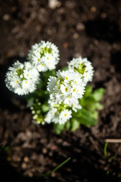 Fehér Primula Denticulata Drumstick Primula Egy Tavaszi Kertben Első Tavaszi — Stock Fotó