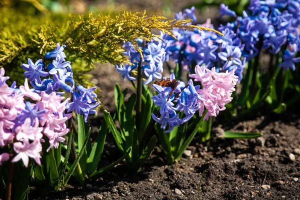 Hyacinth in bloom in spring garden. Spring garden, first spring flowers