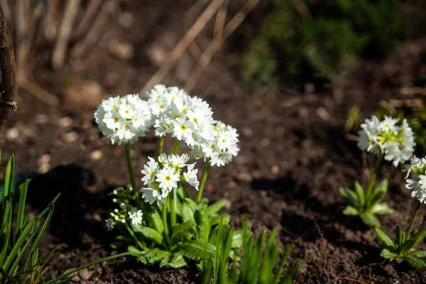 Vit Primula Denticulata Trumstick Primula Vår Trädgård Första Våren Blommor — Stockfoto
